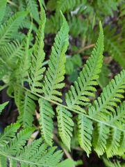 Macrothelypteris