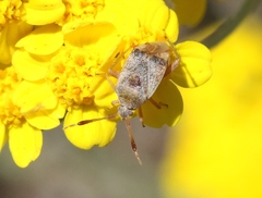 Pycnocoris ursinus