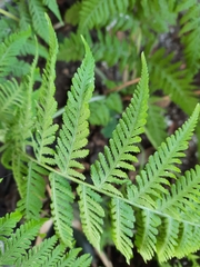 Macrothelypteris