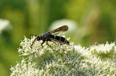 Paranthrene tabaniformis