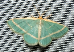 Mixocera latilineata