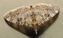 Dysallacta negatalis