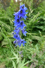 Delphinium elatum