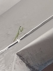 Mantis religiosa religiosa