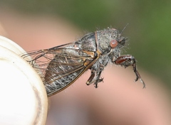 Platypedia vanduzeei