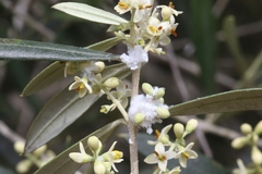 Euphyllura olivina