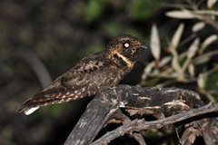 Antrostomus arizonae