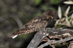 Antrostomus arizonae