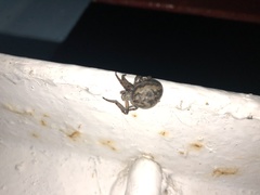 Larinioides ixobolus