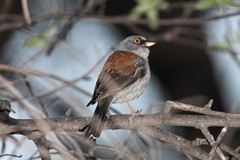 Junco phaeonotus palliatus