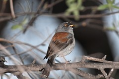 Junco phaeonotus palliatus