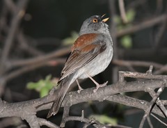Junco phaeonotus palliatus