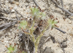 Cryptantha clevelandii