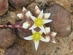 Dudleya brevifolia