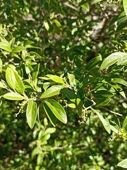 Neopringlea integrifolia