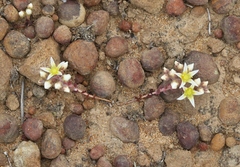 Dudleya brevifolia