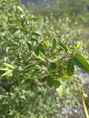 Neopringlea integrifolia