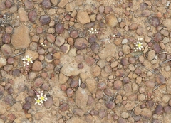 Dudleya brevifolia