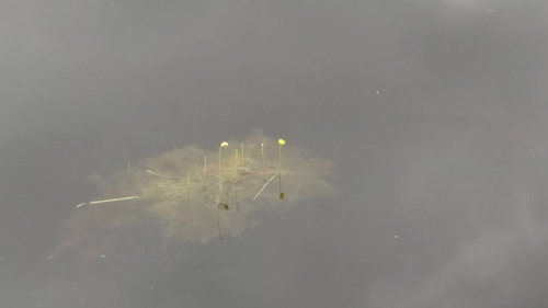 humped bladderwort