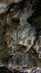 Semibalanus cariosus