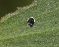 Tetraleurodes acaciae