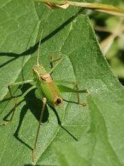 Leptophyes punctatissima