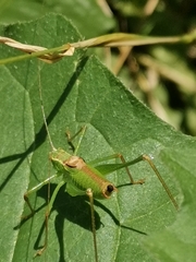 Leptophyes punctatissima