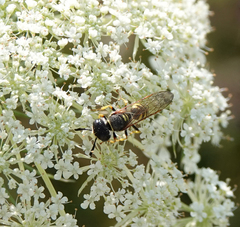 Philanthus triangulum