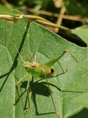 Leptophyes punctatissima