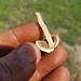 photo of Mulch Fieldcap (Agrocybe putaminum)