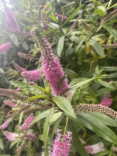 Veronica × andersonii, photograph 1
