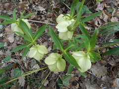 Helleborus bocconei