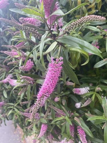 Veronica × andersonii, photograph 2