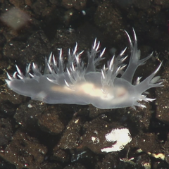 Dendronotus dalli