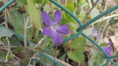 Vinca major