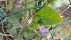 Vinca major