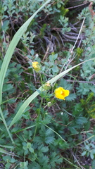 Potentilla drummondii