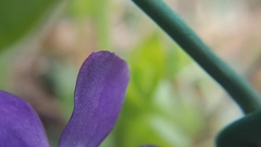 Vinca major