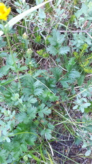 Potentilla drummondii