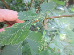 Synolabus nigripes