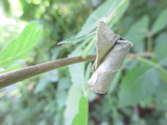 Synolabus nigripes