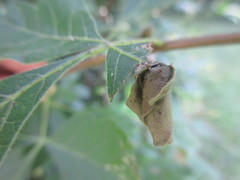 Synolabus nigripes