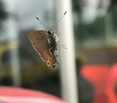 Electrostrymon hugon