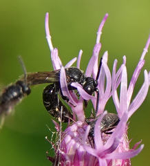 Hylaeus communis