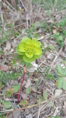 Euphorbia helioscopia