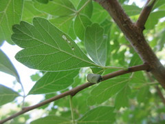 Synolabus nigripes