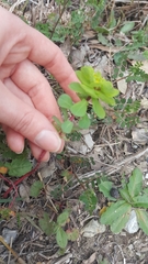 Euphorbia helioscopia