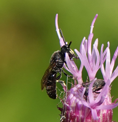 Hylaeus communis