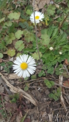 Bellis perennis