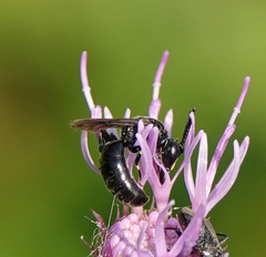 Hylaeus communis